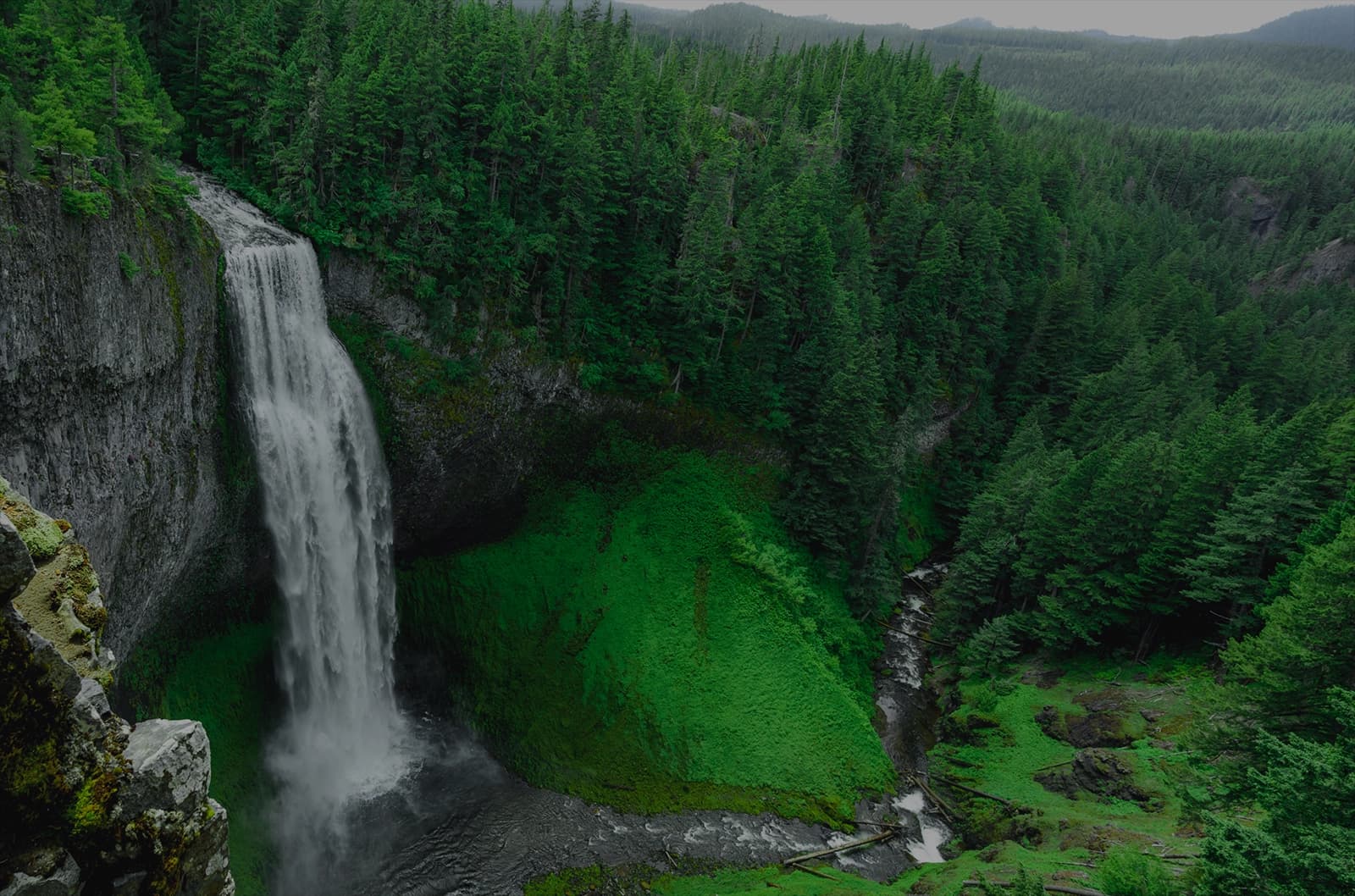 Recycle logo in a forest